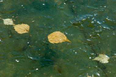 Parkta buz su havzası, buzun içinde donmuş yaprakları sonbaharda. Sonbaharın sarı yaprakları
