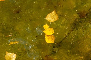 Parkta buz su havzası, buzun içinde donmuş yaprakları sonbaharda. Sonbaharın sarı yaprakları