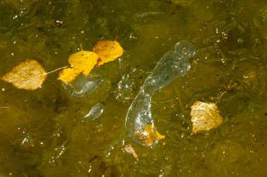 Parkta buz su havzası, buzun içinde donmuş yaprakları sonbaharda. Sonbaharın sarı yaprakları