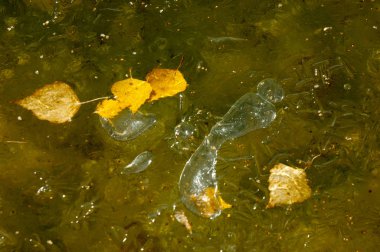 Parkta buz su havzası, buzun içinde donmuş yaprakları sonbaharda. Sonbaharın sarı yaprakları