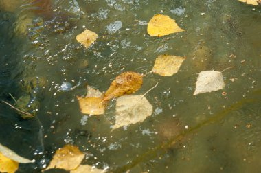 Parkta buz su havzası, buzun içinde donmuş yaprakları sonbaharda. Sonbaharın sarı yaprakları