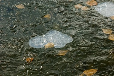Parkta buz su havzası, buzun içinde donmuş yaprakları sonbaharda. Sonbaharın sarı yaprakları