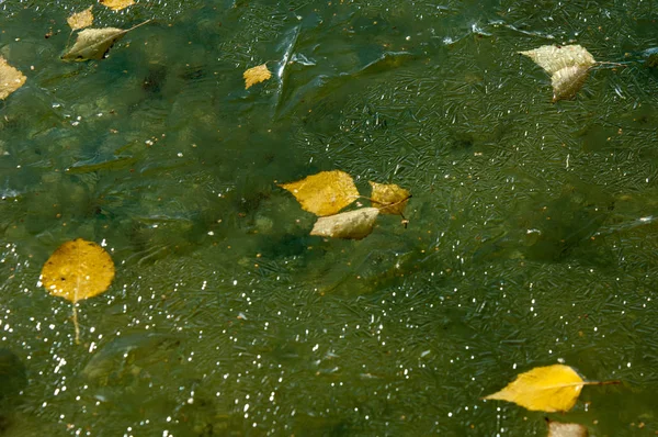 氷で凍結葉盆地の水の氷の秋 紅葉の秋 — ストック写真