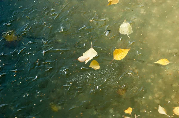 Autumn Park Ice Water Basin Leaves Frozen Ice Yellow Leaves — Stock Photo, Image