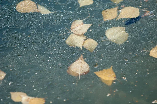 Herbst Park Eis Auf Dem Wasser Des Beckens Die Blätter — Stockfoto