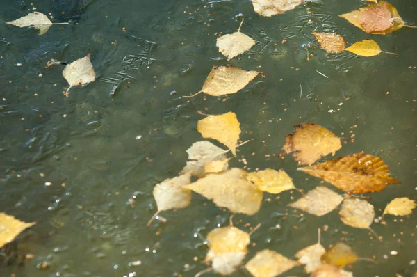 Осінь Парку Лід Воді Басейну Листя Заморожене Льоду Жовте Листя — стокове фото