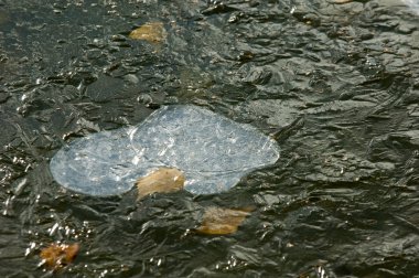 Parkta buz su havzası, buzun içinde donmuş yaprakları sonbaharda. Sonbaharın sarı yaprakları