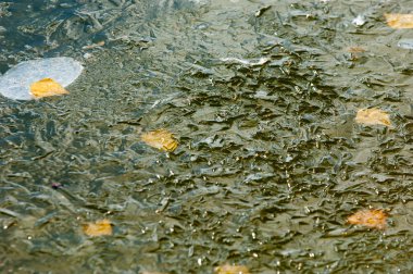Parkta buz su havzası, buzun içinde donmuş yaprakları sonbaharda. Sonbaharın sarı yaprakları