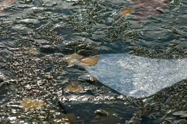 Parkta buz su havzası, buzun içinde donmuş yaprakları sonbaharda. Sonbaharın sarı yaprakları