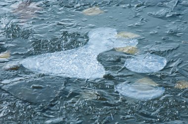 Parkta buz su havzası, buzun içinde donmuş yaprakları sonbaharda. Sonbaharın sarı yaprakları