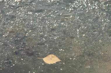 Parkta buz su havzası, buzun içinde donmuş yaprakları sonbaharda. Sonbaharın sarı yaprakları