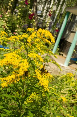 Solidago, goldenrods, yaygın olarak adlandırılan bir tür Aster, bitki ailesindeki çiçekli bitki cinsidir. Bunların çoğu çok yıllık otsu türler açık yerlerde bulundu