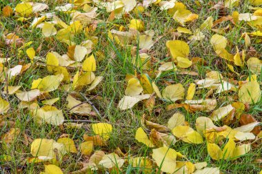 Sonbahar yere geç sonbaharda Altın Sonbahar yaprakları. yaprakları ve otelde bitkileri ve meyve toplandık yılın üçüncü sezon sonbahar,