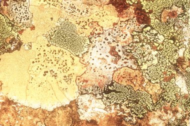 Liken taş dokusuna. Kaba granit taş arka plan doku Rock. Eski bir taş duvar.