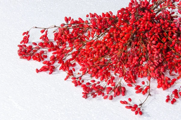 Barberry Thorny Shrub Bears Yellow Flowers Red Blue Black Berries — Stock Photo, Image