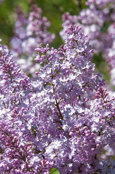 きれいな紫色の紫色の花 紫色の花を閉じます 春の花 ライラックの枝 ライラックブッシュ ライラックの背景 春のライラックの花の枝 — ストック写真