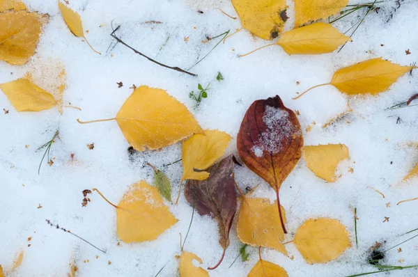 Lämnar Hösten Snö Textur Först Faller Snö Gula Björklöv Snön — Stockfoto