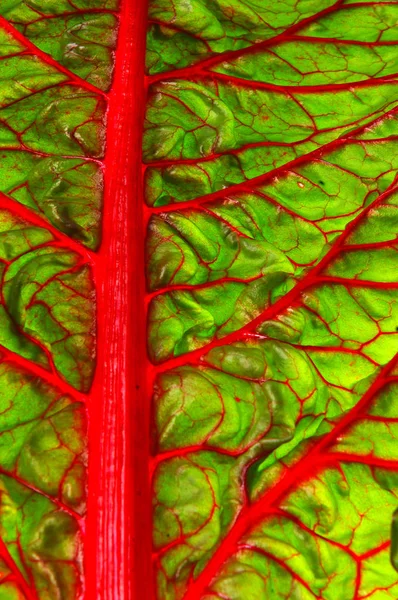 Beet Leaf Texture Leaf Beet Vitamin Pantry Ingredient Salad — Stock Photo, Image