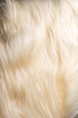 Doku, arka plan, desen. Yak cilt, beyaz renk uzun saçlı gizle