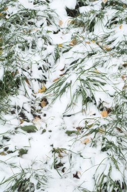 Sonbahar kar doku bırakır. Sokakta fotoğrafı