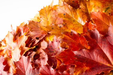 Akçaağaç sonbahar natürmort bırakır. Sonbaharın sıcak renkleri. Yeşil ve sarı sonbahar akçaağaç yaprağı 