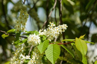 Bahar tebrik kartı, çiçeği kuş kiraz. Bir kaplumbağa şube Close-up parlak gökyüzü karşı yaktı. Kuş-kiraz ağaç izole çiçeklenme. kuş kiraz içinde güneşli çiçekler gün, yakın çekim