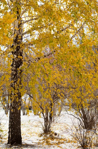 Deja Textura Nieve Otoño Fotografiado Calle — Foto de Stock