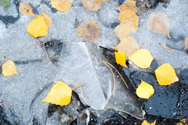 Feuilles Automne Flaque Glace Photographié Dans Rue — Photo