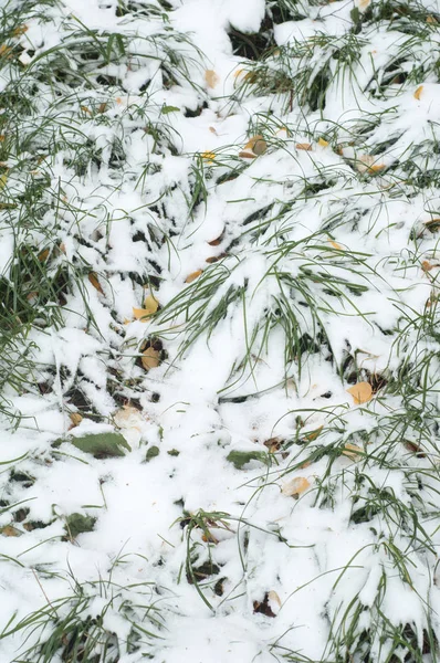 Sonbahar kar doku bırakır. Sokakta fotoğrafı