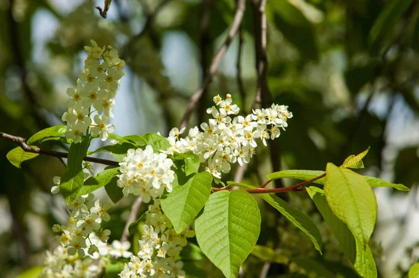 Bahar tebrik kartı, çiçeği kuş kiraz. Bir kaplumbağa şube Close-up parlak gökyüzü karşı yaktı. Kuş-kiraz ağaç izole çiçeklenme. kuş kiraz içinde güneşli çiçekler gün, yakın çekim