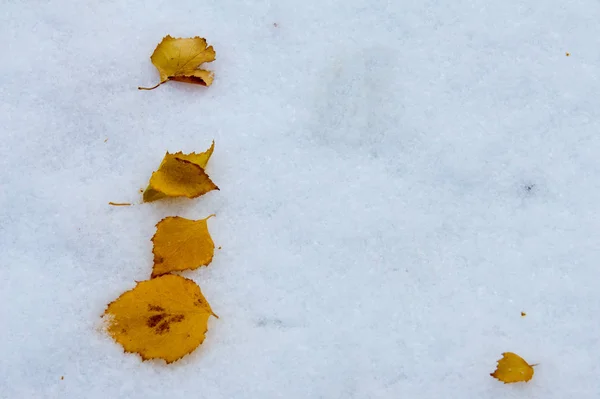 秋天的风景 第一场雪上的叶子是黄色的 五彩缤纷的秋叶在第一次下雪 秋天叶子的抽象背景 秋季背景 第一场雪 — 图库照片
