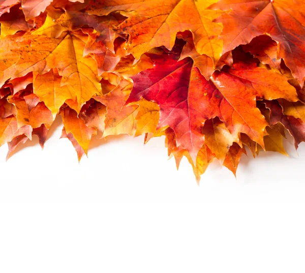 秋天依然是枫叶的生命 秋天的暖色 绿黄红叶 — 图库照片