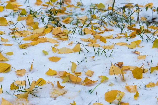 sonbahar manzara. İlk kar üzerinde sarı yapraklar. İlk kar renkli sonbahar yaprakları. Sonbaharın arka plan bırakır. Sonbahar arka plan. İlk kar. 