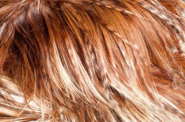 yak kürk. doku. Stüdyo fotoğrafı