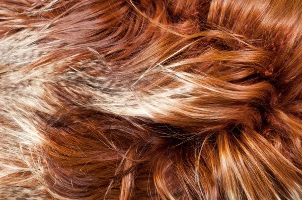 yak kürk. doku. Stüdyo fotoğrafı