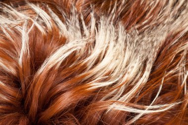 yak kürk. doku. Stüdyo fotoğrafı