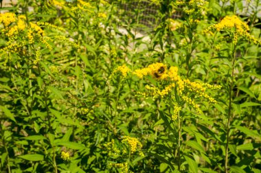 Solidago, goldenrods, yaygın olarak adlandırılan bir tür Aster, bitki ailesindeki çiçekli bitki cinsidir. Bunların çoğu çok yıllık otsu türler açık yerlerde bulundu