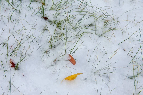 Paysage Automne Les Feuilles Sont Jaunes Sur Première Neige Feuilles — Photo