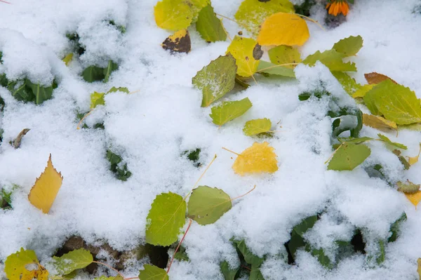 Осенний Пейзаж Листья Жёлтые Первом Снегу Цветные Осенние Листья Первом — стоковое фото