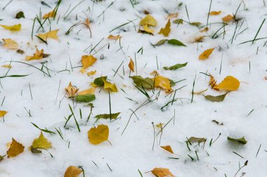 sonbahar manzara. İlk kar üzerinde sarı yapraklar. İlk kar renkli sonbahar yaprakları. Sonbaharın arka plan bırakır. Sonbahar arka plan. İlk kar. 