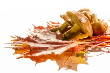 sonbahar mantar bırakır. Stüdyoda çekilmiş fotoğrafı