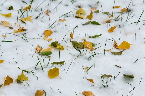 sonbahar manzara. İlk kar üzerinde sarı yapraklar. İlk kar renkli sonbahar yaprakları. Sonbaharın arka plan bırakır. Sonbahar arka plan. İlk kar. 