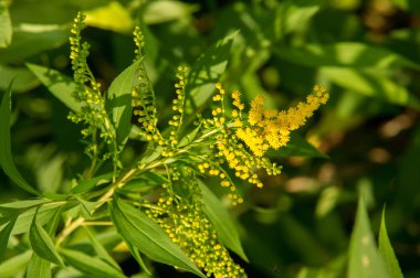 Solidago, goldenrods, yaygın olarak adlandırılan bir tür Aster, bitki ailesindeki çiçekli bitki cinsidir. Bunların çoğu çok yıllık otsu türler açık yerlerde bulundu