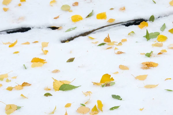 autumn landscape. The leaves are yellow on the first snow. Colorful autumn leaves in the first snow. Abstract background of autumn leaves. Autumn background. The first snow.