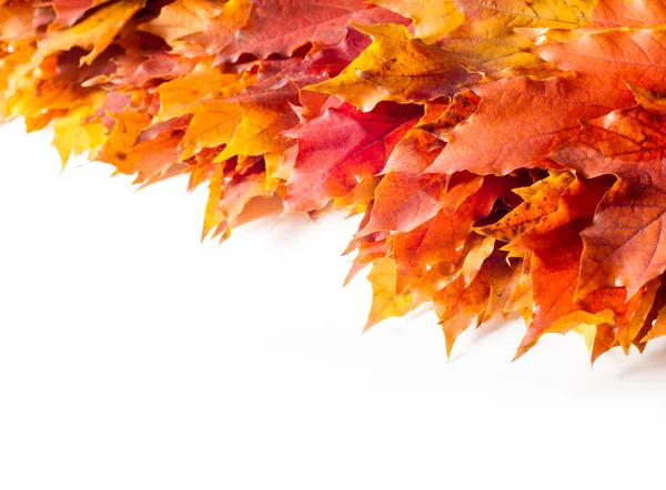 Φθινόπωρο Νεκρή Φύση Του Maple Φύλλα Ζεστά Χρώματα Του Φθινοπώρου — Φωτογραφία Αρχείου