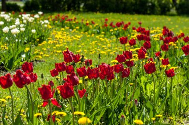 Çiçekler, bahar yatay. Lale. Lale güzel buket. renkli lale. lale bahar, renkli lale içinde. Çiçek Lale arka plan. Güzel bir renk laleler manzarası. 