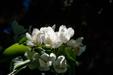 Elma ağacının çiçekleri. İlkbaharda çiçek açan elma. Güzel çiçek açan elma bahçesi. Üreme organlarının (stamens ve meyve oluşan bitki, tohum parçası),