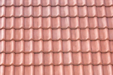 Bahar mavi köknar pençeleri. Mavi Ladin ve Çam iğneleri dalları yeni büyüme. Doğal çam dalları arka plan. Fotoğraflar doğal arka plan mavi ladin Şubesi