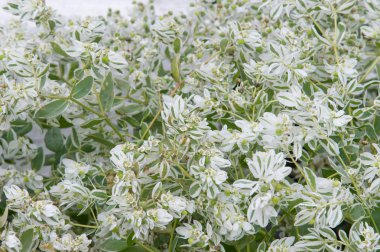 Snow-on-the-mountain, çayır üzerinde duman, alacalı spurge veya beyaz açılımına spurge bilinen Atatürk marginata küçük bir yıllık spurge ailesindeki alınır