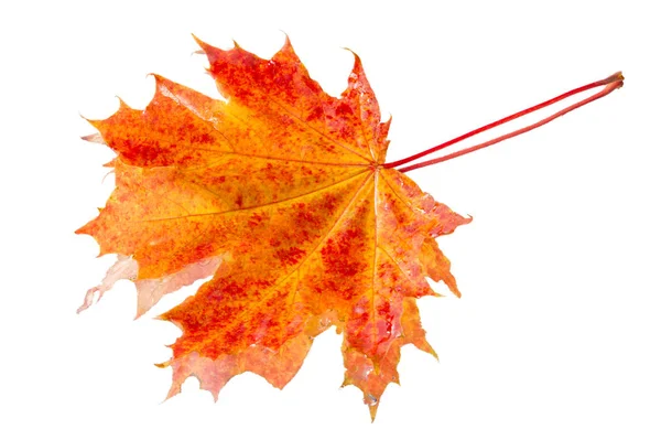 Осень Покидает Фотостудию Maple Leaf — стоковое фото